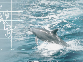 Определение местоположения дельфинов космической системой «Надежда»